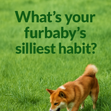 A prompt in bold, dark green, sentence case letter