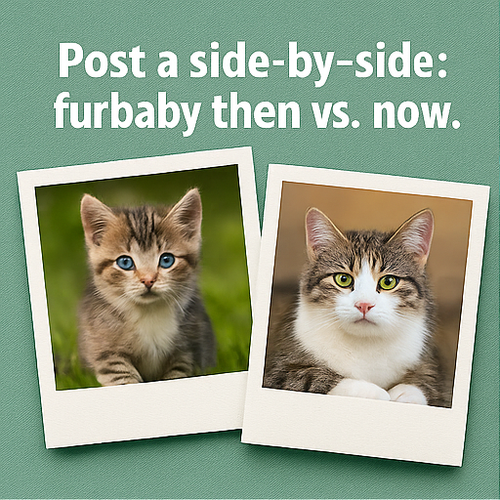 A collage of four photographs each contains a prom part1.png