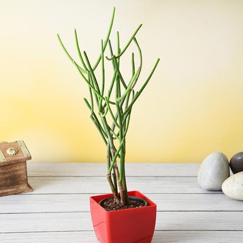 yes perennial yes pencil cactus (1).jpg