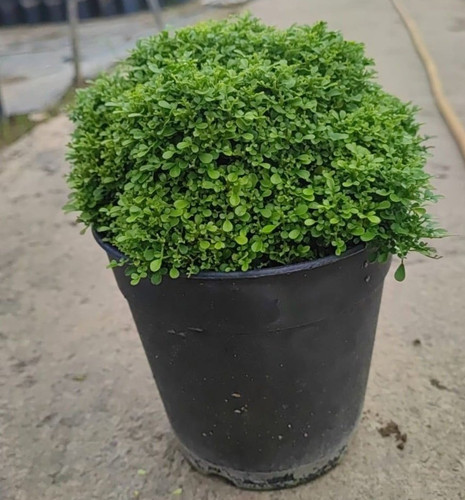 table kamini occidentalis decora (1).jpg