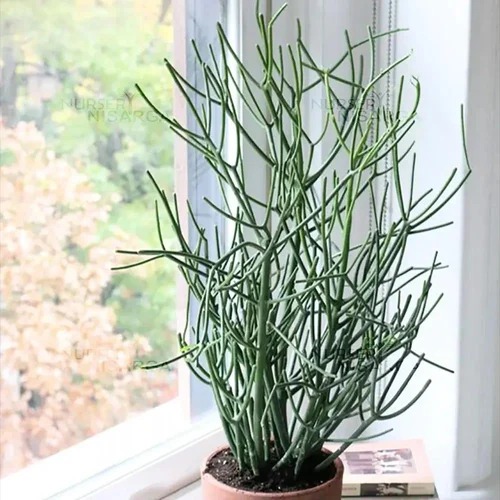 pencil cactus plant 500x500 (1).jpg