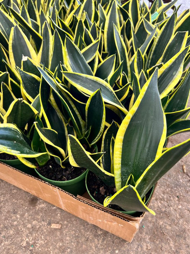 6” Sansevieria Black Gold.jpg
