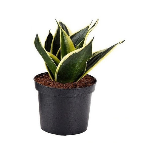 sansevieria golden hahnii snake.jpg