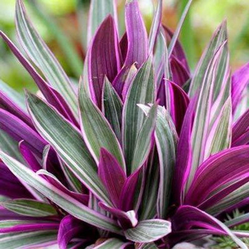 no annual no rhoeo spathacea tri.jpg