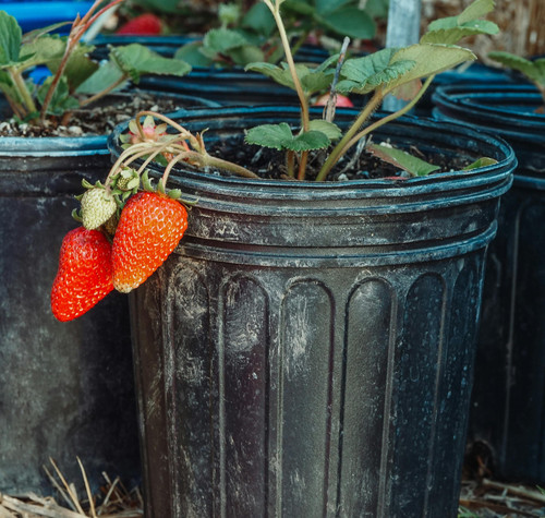 pexels kindelmedia 7456547.jpg