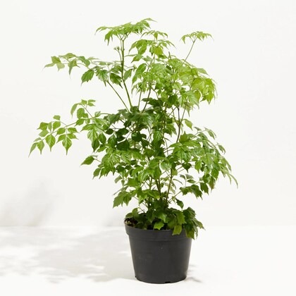 hug a plant china baby doll rade.jpg