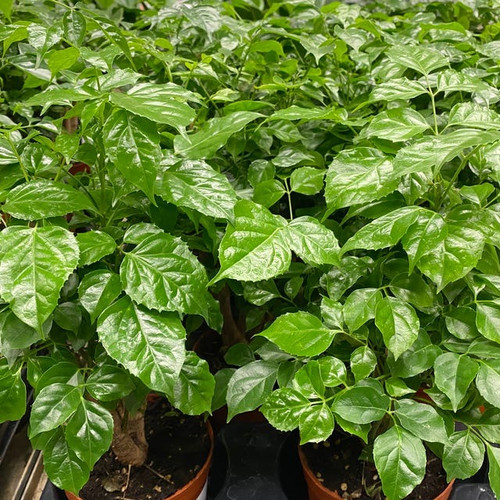 glossy green leaflets radermache.jpg