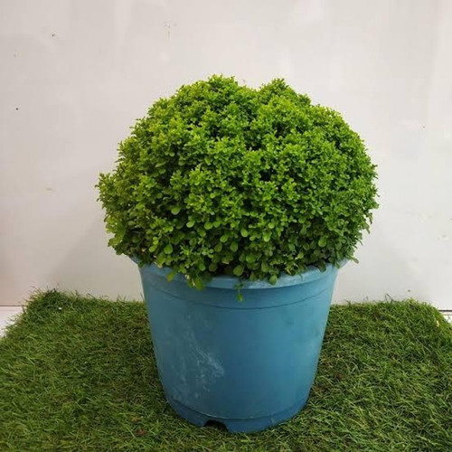 yes perennial yes kamini plant s.jpg