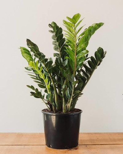 zz plant zamia 002 01 click to b.jpg