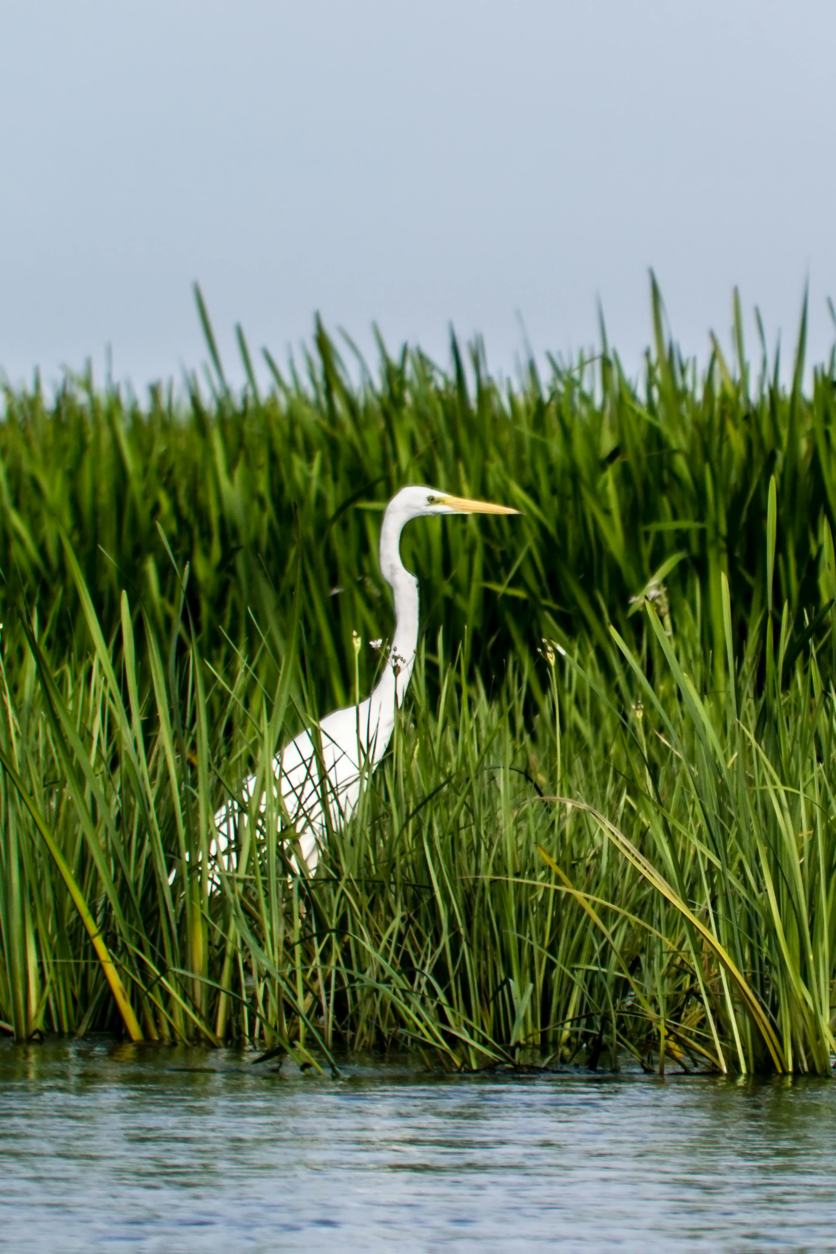 Marsh grasses and coastal wetlands