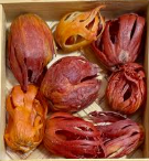 Wayanad Javitri (Mace) Spice 10g