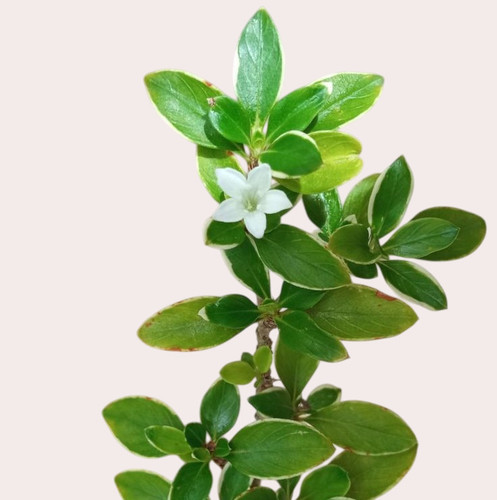Serissa Japonica Photoroom.jpg