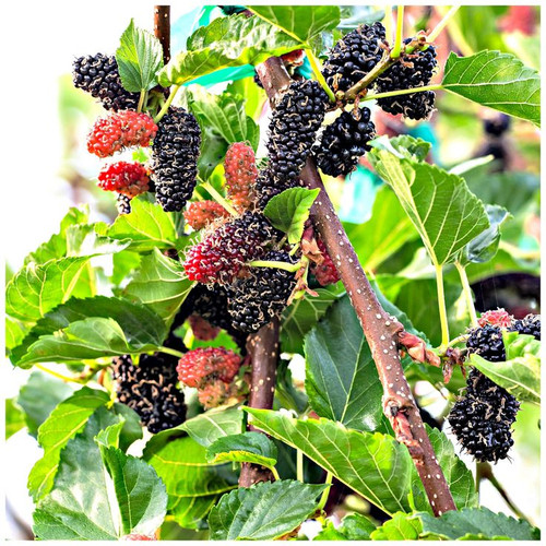 Black Mulberry Tree Morus Nigra Plant in 2L Pot, Edible Berries 3fatpigs®.jpg