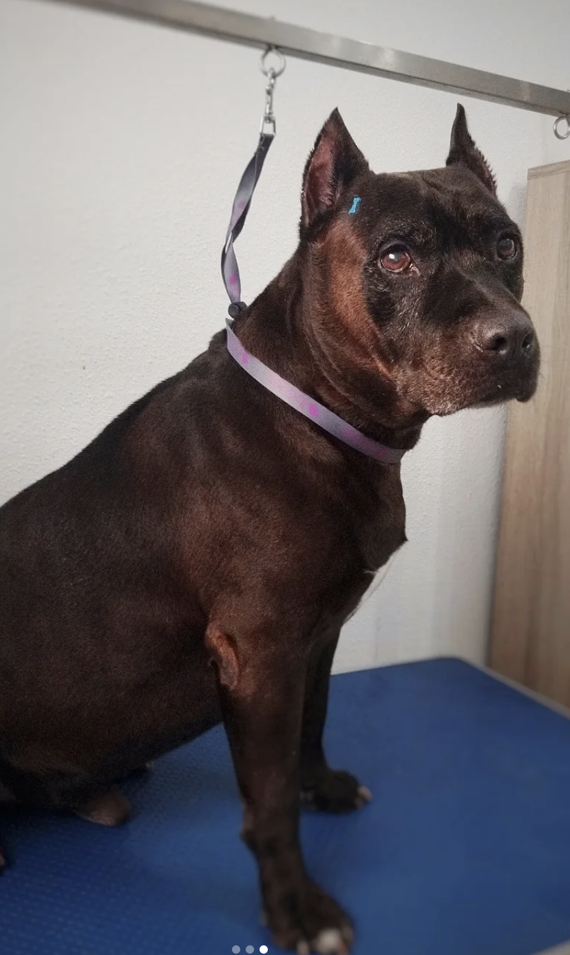 Regal looking schnauzer