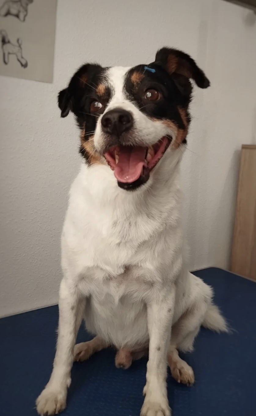 Clean pomeranian dog