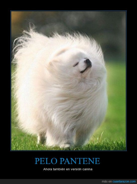 Piel y Pelaje Saludables