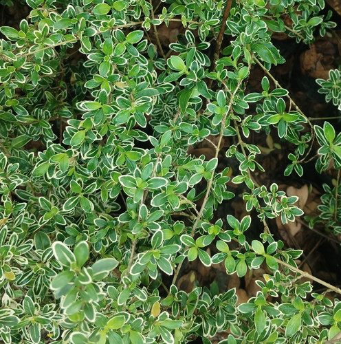 IMG 20250318 102205.jpg