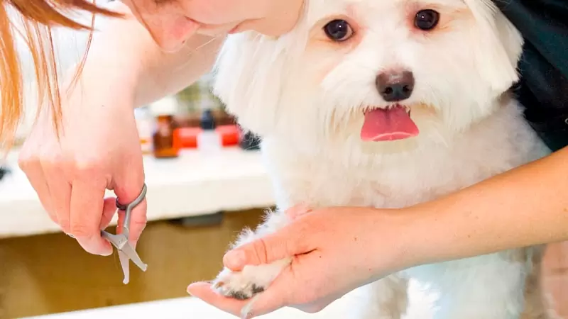 Well-groomed dog posing happily