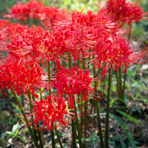 9 12 24 Main page Spider lilies are in full flower now.jpg