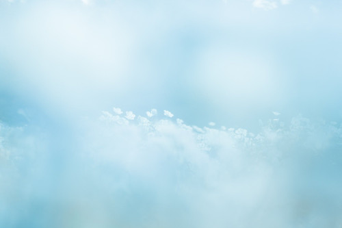 a blue sky with white clouds and small white flowers.jpg
