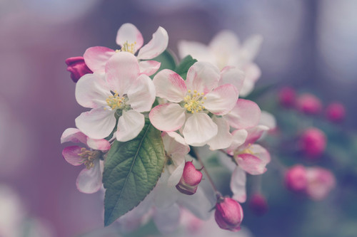 a close up of a flower 11.jpg