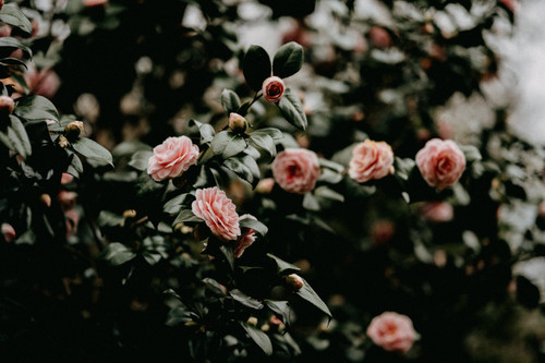 a close up of a bush with pink flowers.jpg