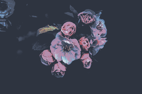 a group of pink flowers 02.png