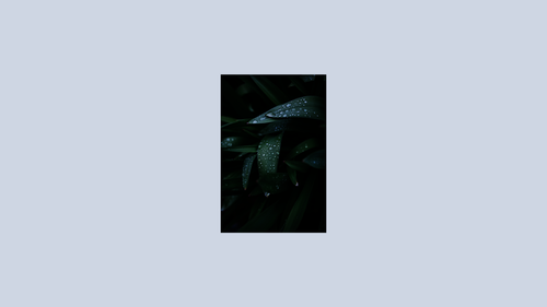 a close up of leaves.png