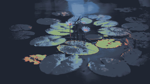 lily pads in a pond.jpg