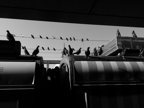 birds on top of a bus.jpg