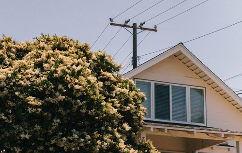 a tree next to a house.jpg