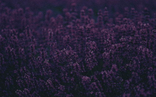 a close up of purple flowers.jpg