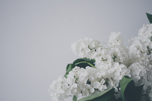 a close up of a white flower.jpg