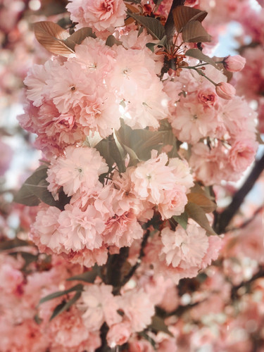 a close up of a tree with pink flowers 01.jpg