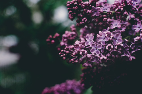 a close up of purple flowers 01.jpg
