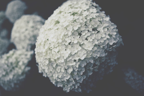 a close up of a white ball of flowers.jpg