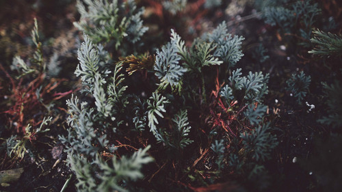 a close up of a plant 05.jpg