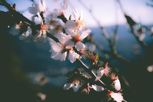a close up of white flowers.jpg