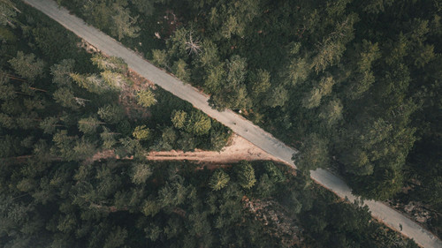 a road surrounded by trees.jpg