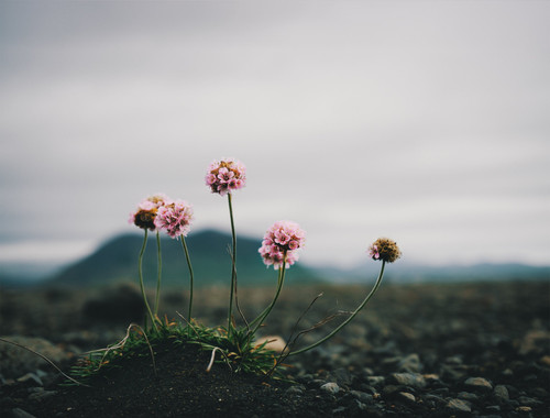 a group of flowers growing out of a rocky area.jpg