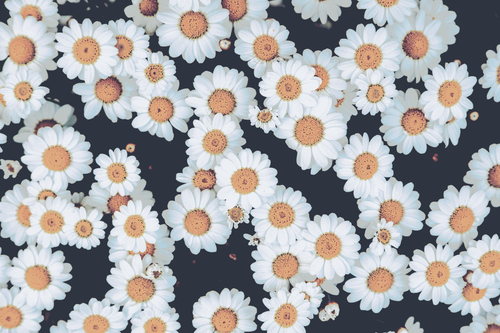 a group of white and yellow flowers.png