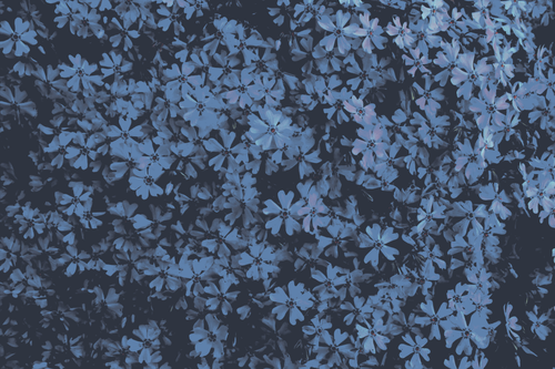 a group of flowers on a black background.png