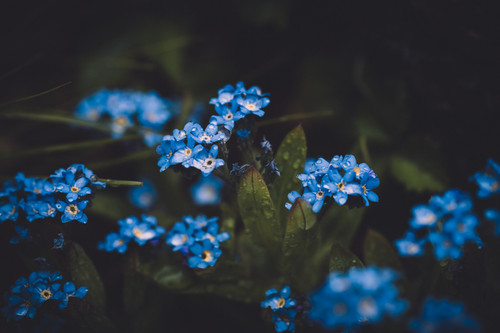 a group of blue flowers.jpg