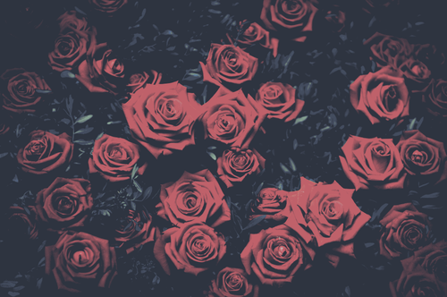 a group of roses on a dark background.png
