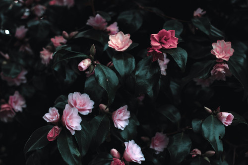 a group of pink flowers on a bush.jpg