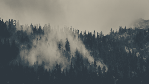a foggy forest with trees 01.png