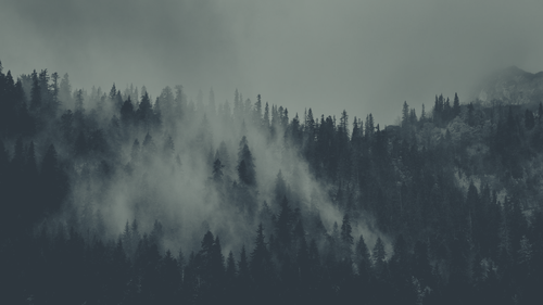 a foggy forest with trees.png