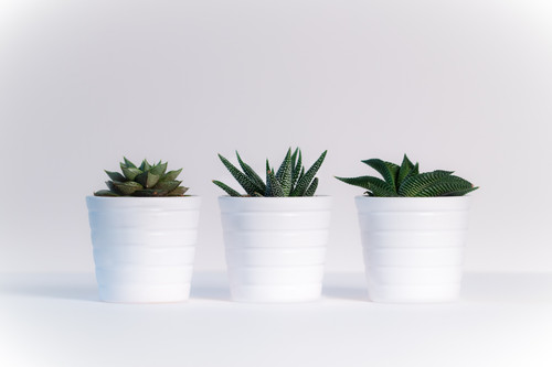 a group of potted plants.jpg