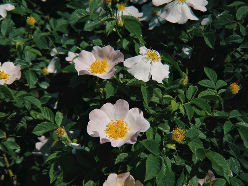 a group of white flowers with yellow centers.jpg