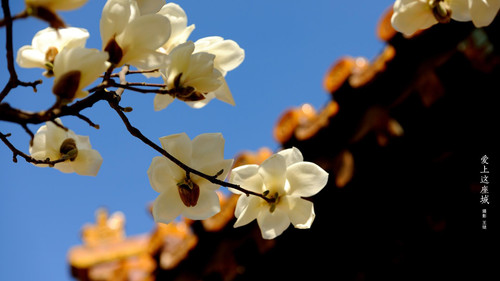 a white flowers on a tree branch.jpg
